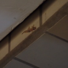 The gecko outside of class