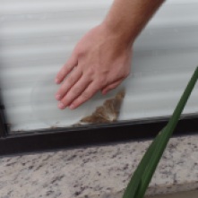Look at the size of that moth
